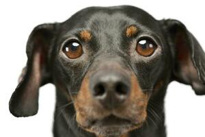 retrato do a adorável dachshund foto