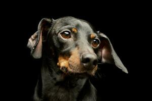 retrato do a adorável dachshund foto