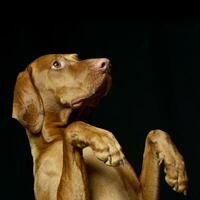 a adorável húngaro vizsla em pé em traseiro pernas foto