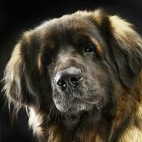 grande cachorro leonberger retrato dentro a estúdio foto