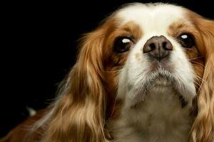 retrato do a adorável americano Cocker spaniel foto