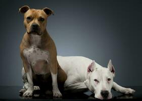 argentino cachorro e Staffordshire terrier em a chão foto