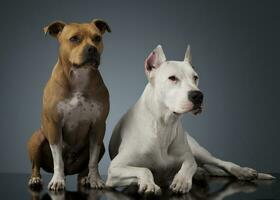 argentino cachorro e Staffordshire terrier em a brilhante chão foto