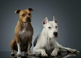 argentino cachorro e Staffordshire terrier em a brilhante chão foto