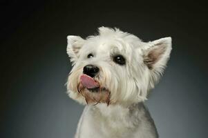 retrato do uma oeste terras altas branco terrier Westie foto