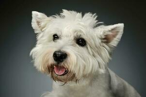 retrato do uma oeste terras altas branco terrier Westie foto