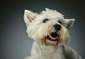 retrato do uma oeste terras altas branco terrier Westie foto