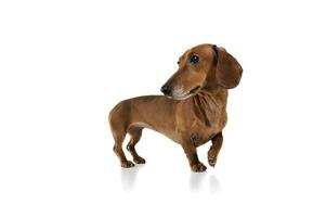 Largo ângulo tiro do a adorável dachshund em pé em branco fundo foto
