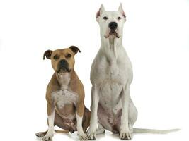 argentino cachorro e Staffordshire terrier em a branco chão foto