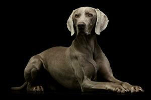 estúdio tiro do a adorável weimaraner foto