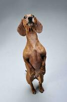 estúdio tiro do a adorável cabelo curto dachshund em pé em traseiro pernas foto