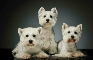 estúdio tiro do três adorável oeste terras altas branco terriers foto