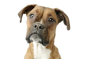 retrato do a adorável boxer cachorro foto