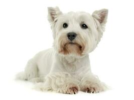 oeste terras altas branco terrier em a branco estúdio chão foto