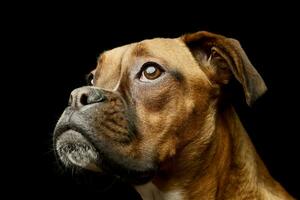 retrato do a adorável boxer cachorro foto