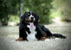 muito agradável Bernese montanha cachorro dentro a parque foto