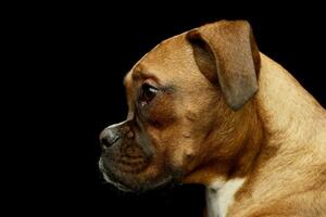 retrato do a adorável boxer cachorro foto