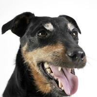 jack russell terrier retrato dentro branco fundo foto