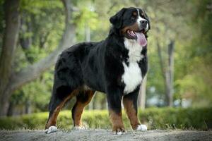 muito agradável Bernese montanha cachorro dentro a parque foto