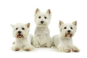 estúdio tiro do três adorável oeste terras altas branco terriers foto