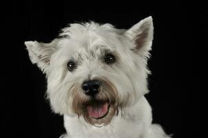 oeste terras altas branco terrier retrato dentro a Sombrio estúdio foto