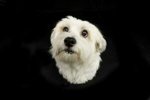 retrato do uma fofa havanese cachorro foto