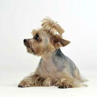 yorkshire terrier olhando para a esquerda dentro branco estúdio foto