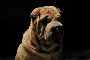 shar pei retrato dentro a Sombrio fundo foto