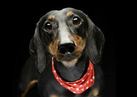 agradável cabelo curto dachshund retrato dentro Sombrio estúdio foco em olhos foto