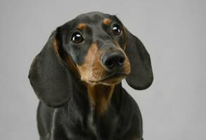 curto cabelo cachorro dachshund retrato dentro cinzento fundo foto