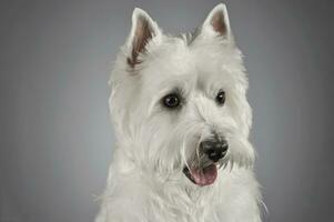 oeste terras altas branco terrier retrato dentro uma cinzento fundo foto