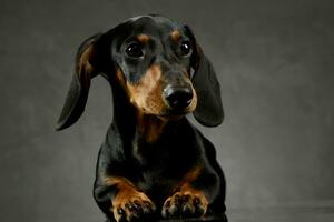 estúdio tiro do a adorável dachshund foto