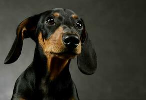 retrato do a adorável dachshund foto