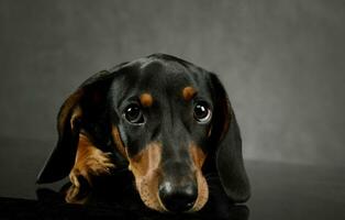 estúdio tiro do a adorável dachshund foto