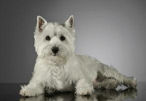 oeste terras altas branco terrier deitado dentro uma brilhante cinzento fundo foto