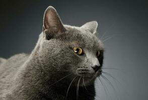 estúdio tiro do a adorável britânico cabelo curto gato foto
