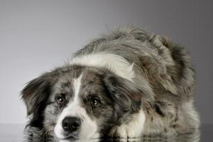 estúdio tiro do uma fofa fronteira collie cachorro foto