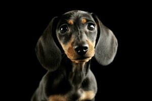 retrato do e adorável dachshund cachorro foto