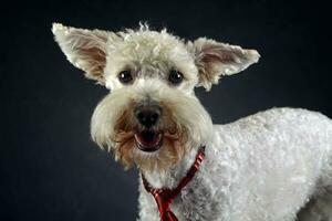 branco engraçado cachorro dentro uma Sombrio estúdio foto