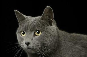 britânico curto cabelo gato retrato dentro estúdio foto
