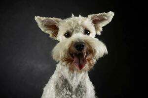 engraçado cachorro com vôo orelhas retrato dentro Sombrio foto estúdio