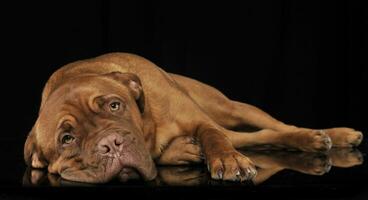 bordeaux cachorro relaxante dentro uma Preto estúdio foto