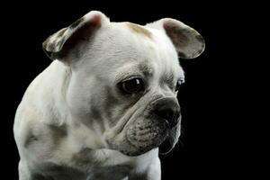 branco francês buldogue com engraçado orelhas posando dentro uma Sombrio foto estúdio