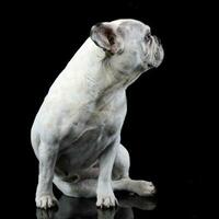 branco francês buldogue com engraçado orelhas posando dentro uma Sombrio foto estúdio