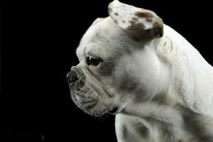 branco francês buldogue com engraçado orelhas posando dentro uma Sombrio foto estúdio