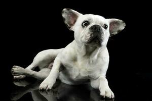 branco francês buldogue com engraçado orelhas posando dentro uma Sombrio foto estúdio