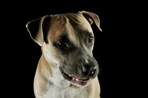 estúdio retrato tiro do uma adorável Staffordshire terrier foto