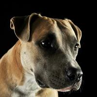 americano Staffordshire terrier retrato dentro estúdio foto