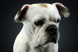 branco francês buldogue com engraçado orelhas posando dentro uma Sombrio foto estúdio