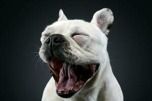 branco francês buldogue com engraçado orelhas posando dentro uma Sombrio foto estúdio